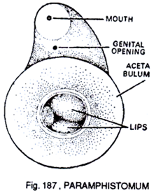 Paramphistomum 