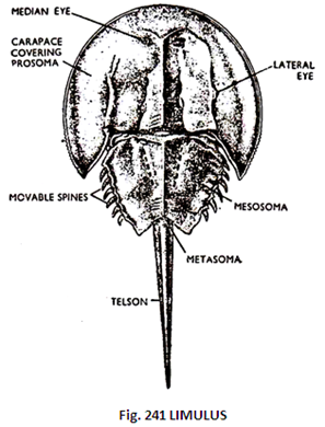 Limulus (King Crab)