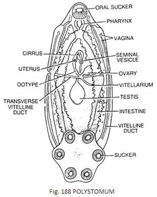 Polystomum 