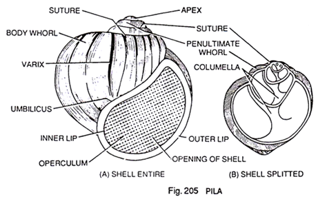 Pila