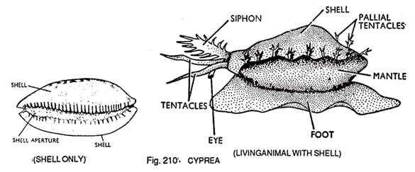 Cyprea