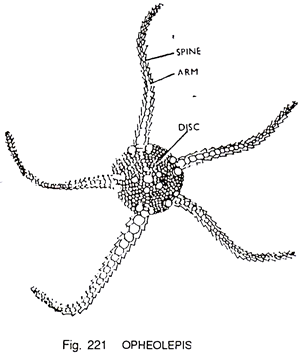 Opheolepis 