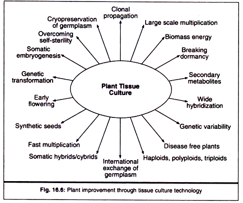 Plant Improvement through Tissue Culture Technology