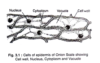 Cells of Epidermis of Onion Scale Showing Cell Wall, Nucleus, Cytoplasm and Vacuole