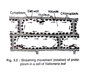 Streaming movement of protoplasm in a cell of vallisneria leaf