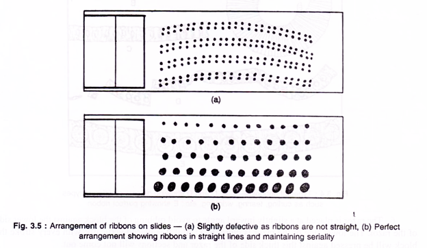 Arrangement of Ribbons on Slides