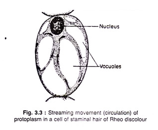 Streaming movement of protoplasm in a cell of staminal hair of Rheo discolour