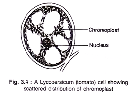 A Lycopersicum cell showing scatterd distribution of chromoplast