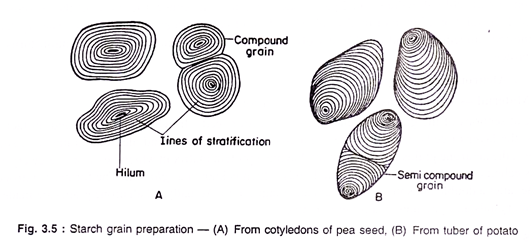 Starch grain preparation - (A) From cotyledons of pea seed, (B) From tuber of Potato