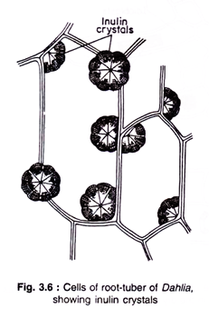 Cells of root-tuber of Dahila, showing inclin crystals