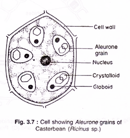 Cell showing Aleurone grains of casterbean