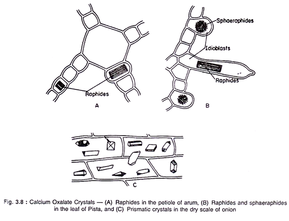 Calcium Oxalate Crystals 