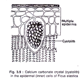 Calcium carbonate crystal in the epidermal cells of Ficus elastica