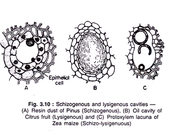 Schizogenous and Lysigenous cavities