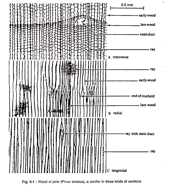 Wood of Pine, a conifer in three kinds of sections