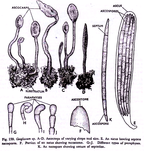 Ascocarps of varying shape and size