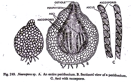 An entire perithecium