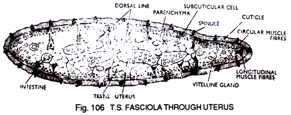 T.S. Fasciola through Uterus 