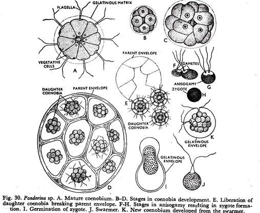 Pandorina