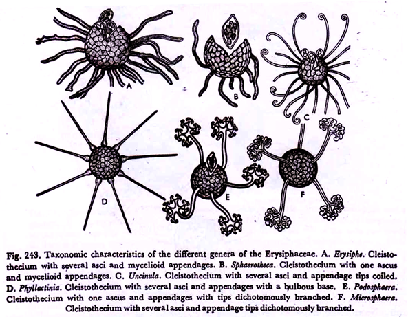 Taxonomic characteristics of the different genera of the erysiphaceae