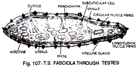 T. S. Fasciola through Testes