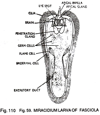 Miracidium Larva of Fasciola