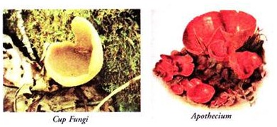 Cup Fungi and Apothecium