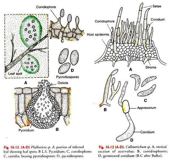 Phyllosticta sp. and Colletotrichum sp.