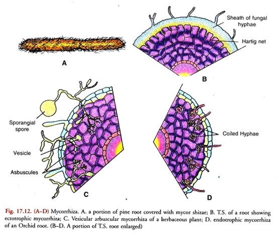 Mycorrhiza