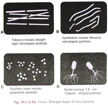 Principal Shapes of Virus Particles