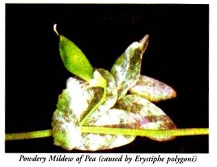 Powdery Mildew of Pea