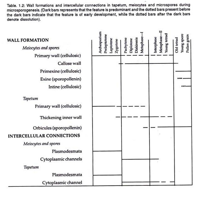 Wall formation and intercellular connections in tapetum, meiocytes and microspores during microsporogenesis