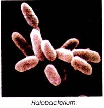 Halobacterium