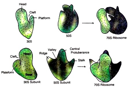 Three Dimensional Model of E.Coli Ribosome