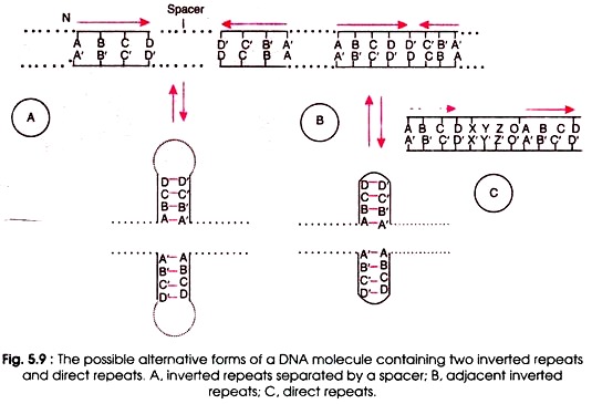 Possible Alternative Forms of a DNA Molecule