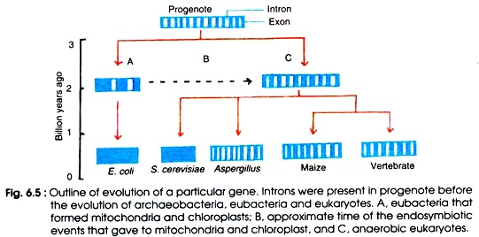 Outline of Evolution of a Particular Gene