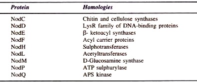 Possible Functions of Rhizobial Nod Proteins