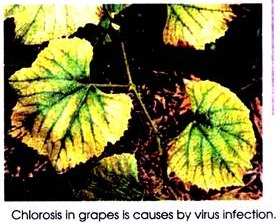 Chlorosis in Grapes is Caused by Virus Infection