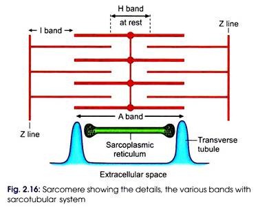 Various Bands with Sarcotubular System