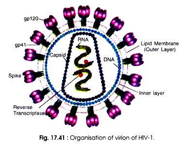 Organisation of Virion of HIV-1