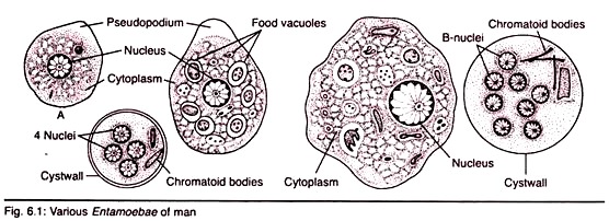 Various Entamoebabe of Man