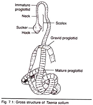 Gross Structure of Taenia Solium