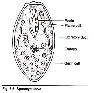 Sporocyst Larva