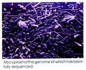 Mycoplasma the Genome of which has been fully sequenced