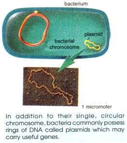 In addition to their Single, Circular Chromosome, Bacteria commonly Posses Rings of DNA called Plasmids which may carry useful Genes