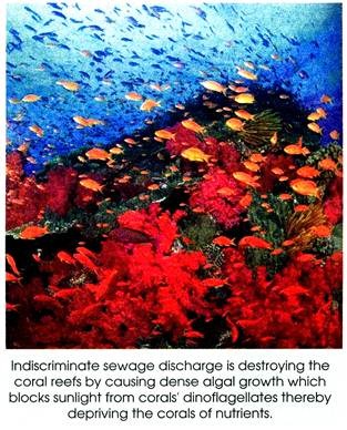 Indiscriminate Sewage discharge is detroying the Coral Reefs