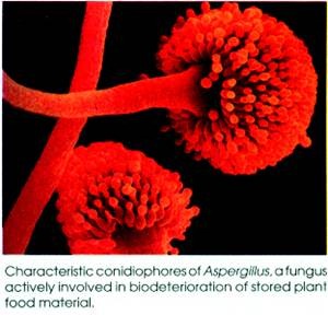 Characteristic Conidiophores of Aspergillus