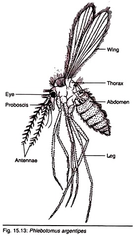 Phlebotomus Argentipes