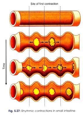 Rhythmic Contractions in Small Intestine