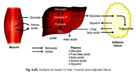 Actions of Insulin in Liver